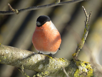 Bullfinch / ***