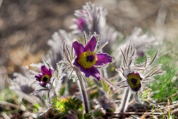 Pasque-flower / ***
