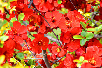 Spring-red / ***