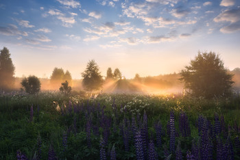 Die ersten Strahlen / ***