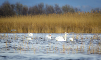 wintering / ***