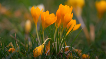 Frühling / ***