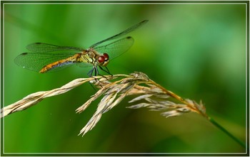 Dragonfly / ***
