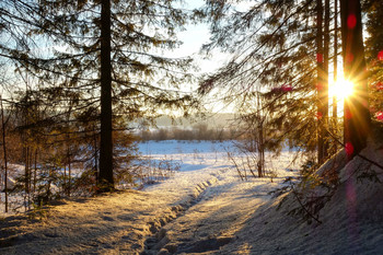 Sunrise in the forest / ***