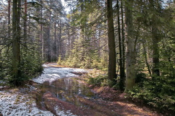 Frühlingswald. / ***