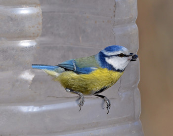 Blue tit / ***