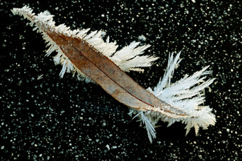 ice crystals / ***