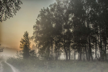 Foggy morning / ***