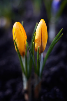 spring came / ***