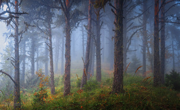of fog / ***