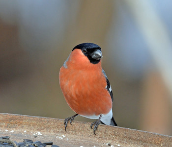 Bullfinch / ***