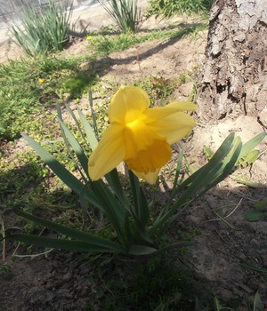 Sonne / ***