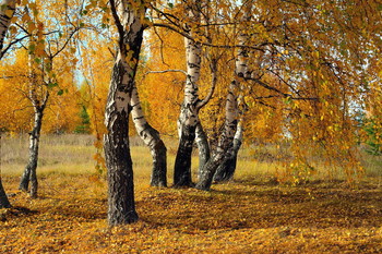 Autumn / ***