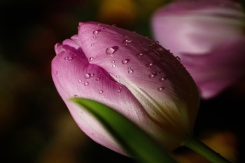 Tulpe / ***