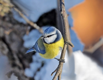 Blue tit / ***