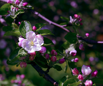 Obelys žydi / Obelys žydi
