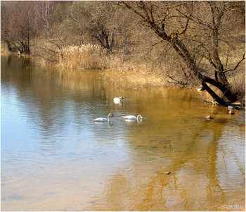 Spring / ***