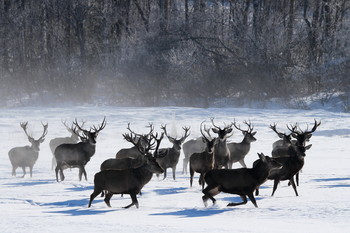 Pashkevich68 / Pashkevich68