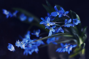 Spring Kiss / ***