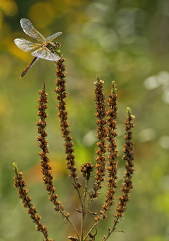 Dragonfly / ***