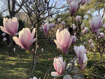 Spring Tale / ***