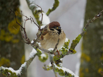 Sparrow / ***