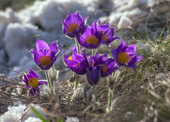 Pulsatílla pátens / ***