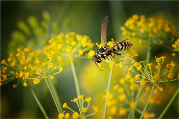 Bees / ***