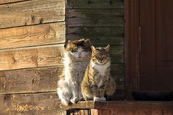 In the sun / ***