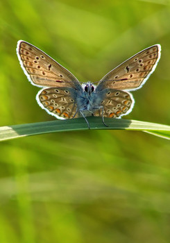Copper-butterfly / ***