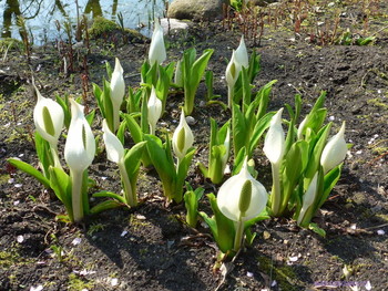 Frühlingsblumen / ***