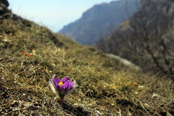 Pulsatilla Crimean / ***