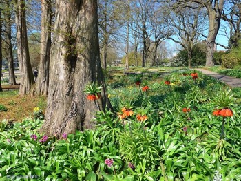 Spring in the park / ***