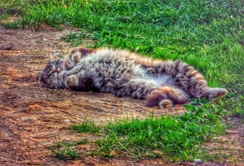Sleepy morning ... / ...