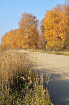 Autumn Gold / 2018