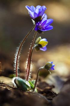 Awakening / ***