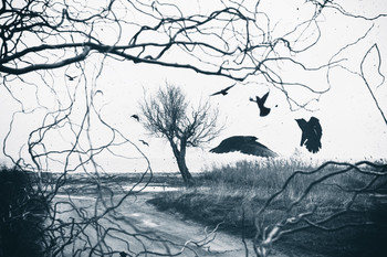 Tumult / ***