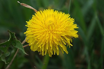 Taraxacum / ***