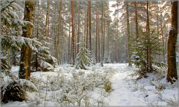 winters in the forest / ***