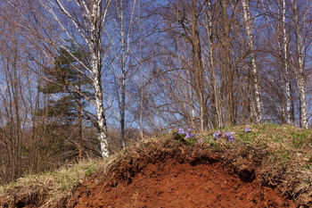 April morning. / ***