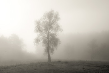 Nebel / ***