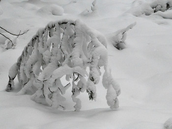 Snow predator / ***