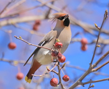 waxwing / ***