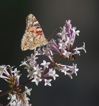 Last day of spring ... / ***