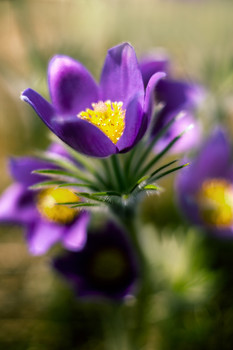 Pasque-flower / ***