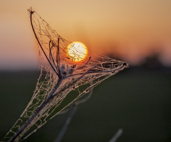 The last flower is also drawn to the sun / ***