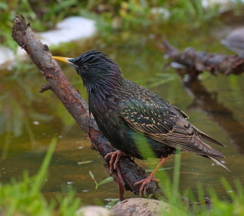 Starling / ***