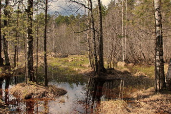 Frühlingswald. / ***