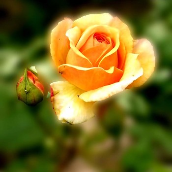 Stachelig Zärtlichkeit / ***