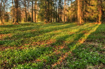 Snowdrops / ***